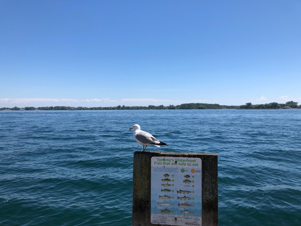 Gull by Lake Ontario.