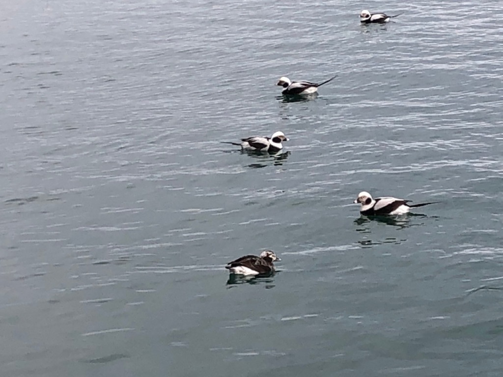 4 male and 1 female long-tailed ducks.