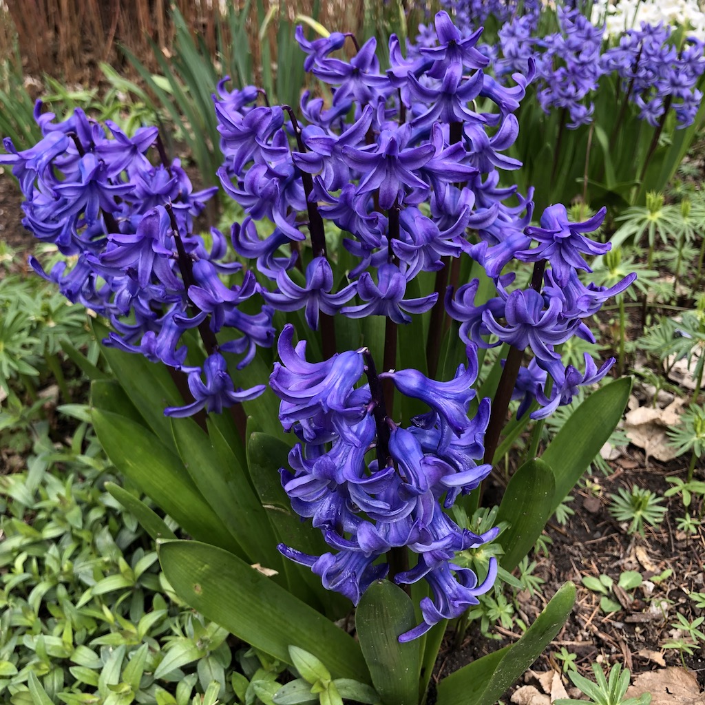 Purple hyacinths.