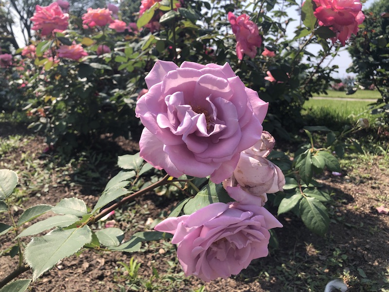 Mauve roses