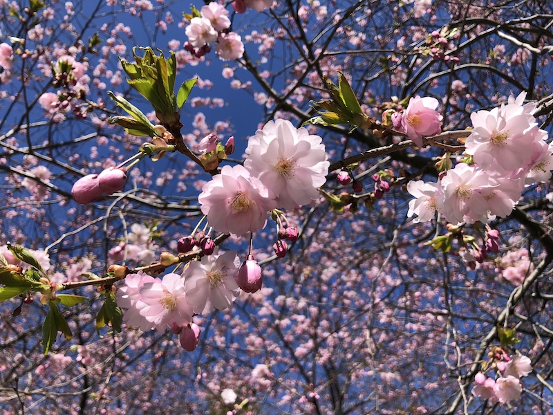 Cherry Blossoms, Garden Walks and Mural